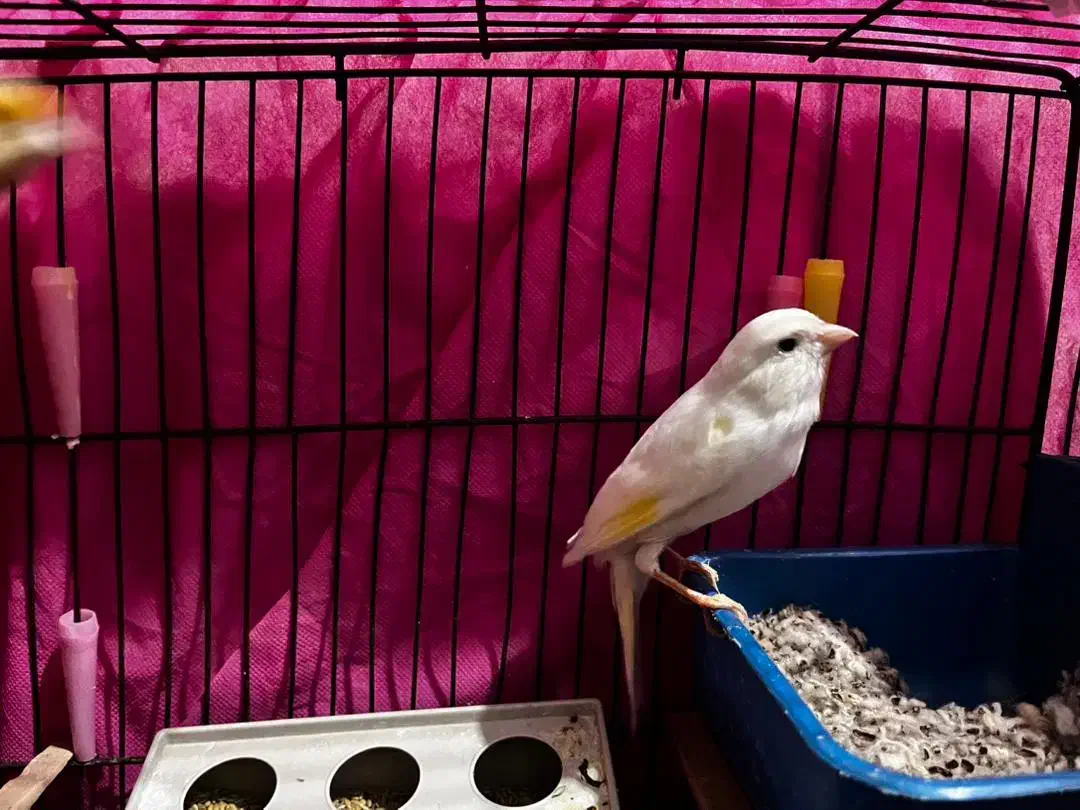 دوعددقناری مست نروماه|پرنده|شوش, |دیوار