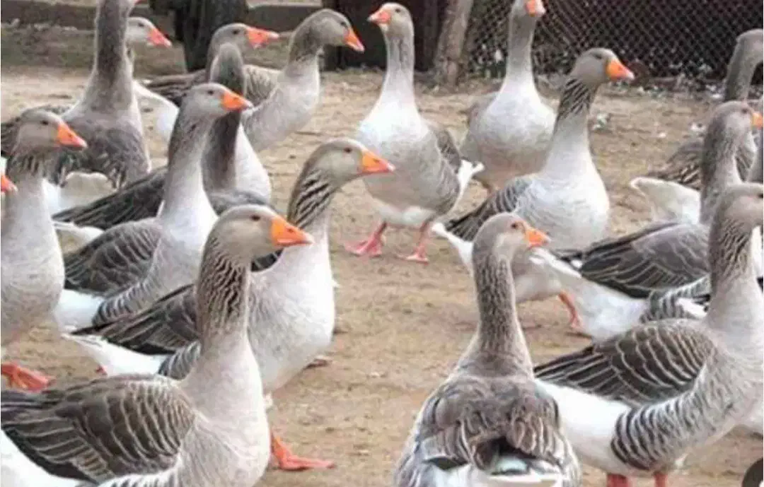 فروش ۴ عدد غاز محلی سالم بشرط یکساله|حیوانات مزرعه|ساری, |دیوار