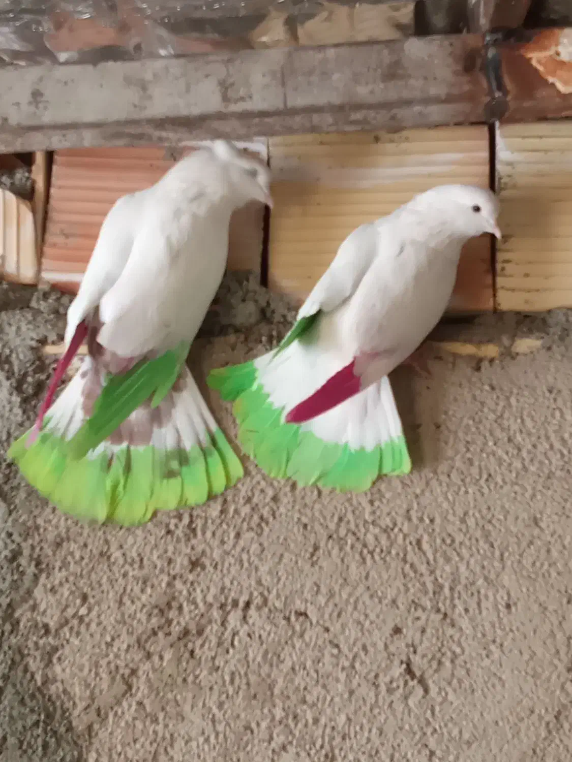 کفتر پرشی|پرنده|محمدشهر, محمدشهر|دیوار