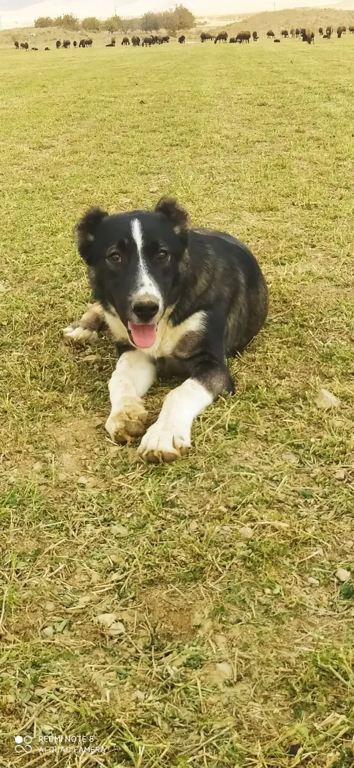 تو‌سگه‌گله‌ای‌عالی|سگ|خزل, |دیوار