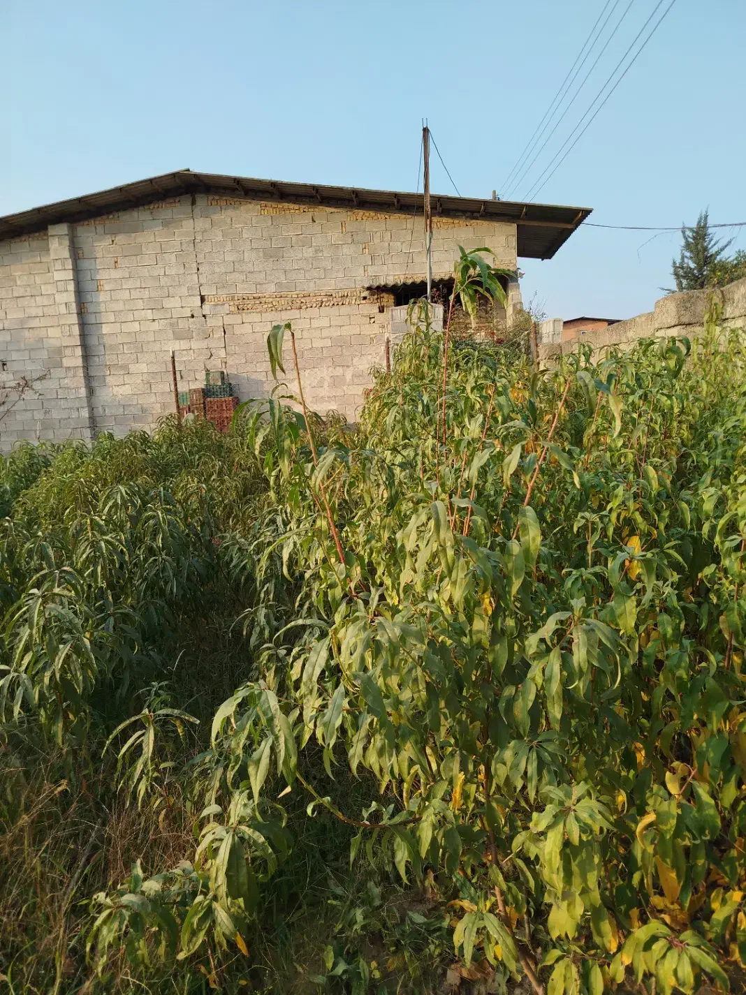 فروش ویژه عمده و تکی نهال شلیل حسن پوری زودرس|خدمات باغبانی و درختکاری|آکند, |دیوار