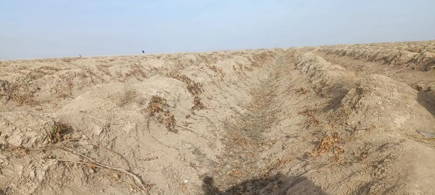 نهال انگور زرد بدون هسته ۴ ساله|عمده‌فروشی|قوچان, |دیوار