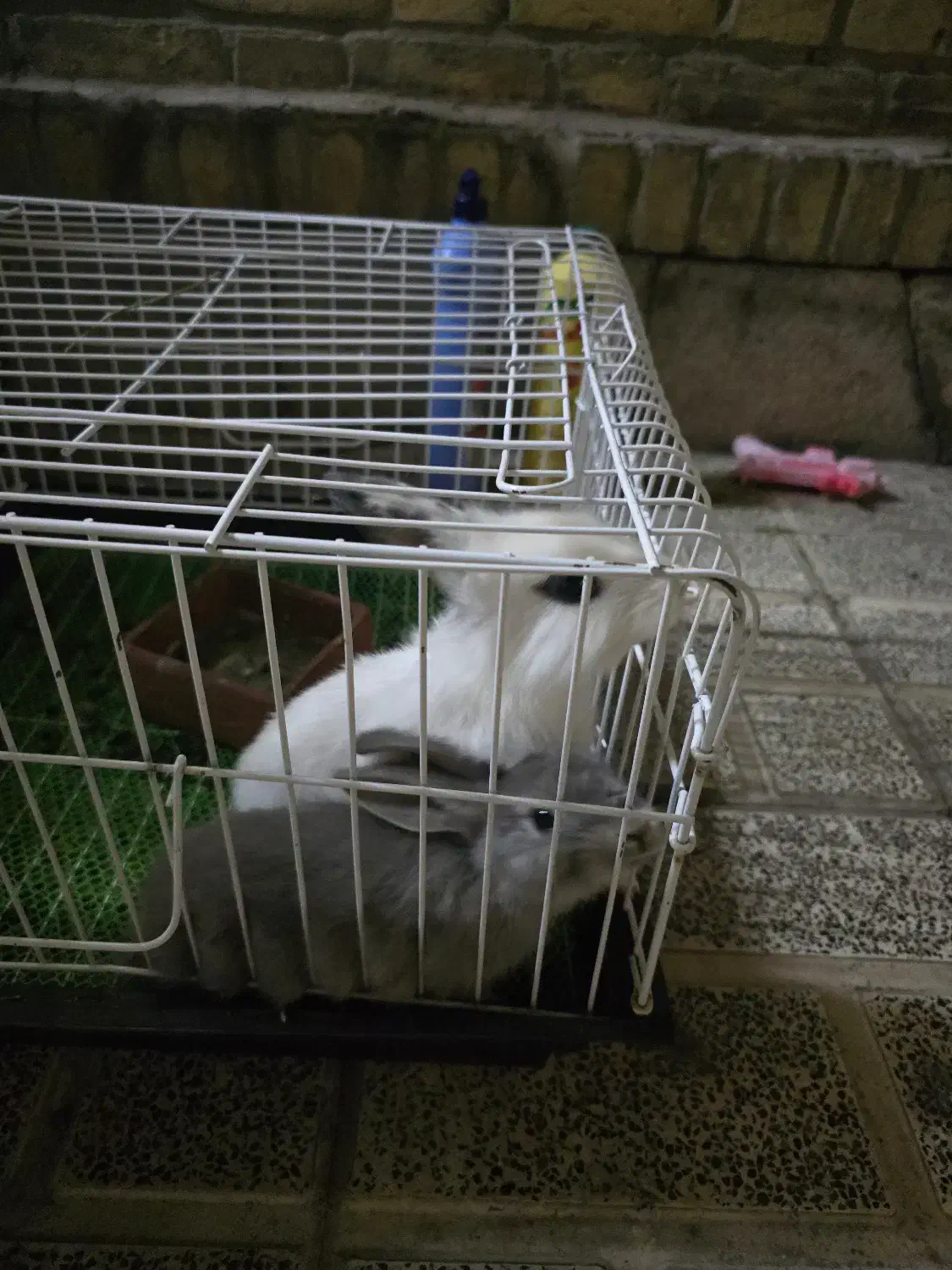 یک جفت خرگوش مینیاتوری با لوازم|موش و خرگوش|تهران, آرارات|دیوار