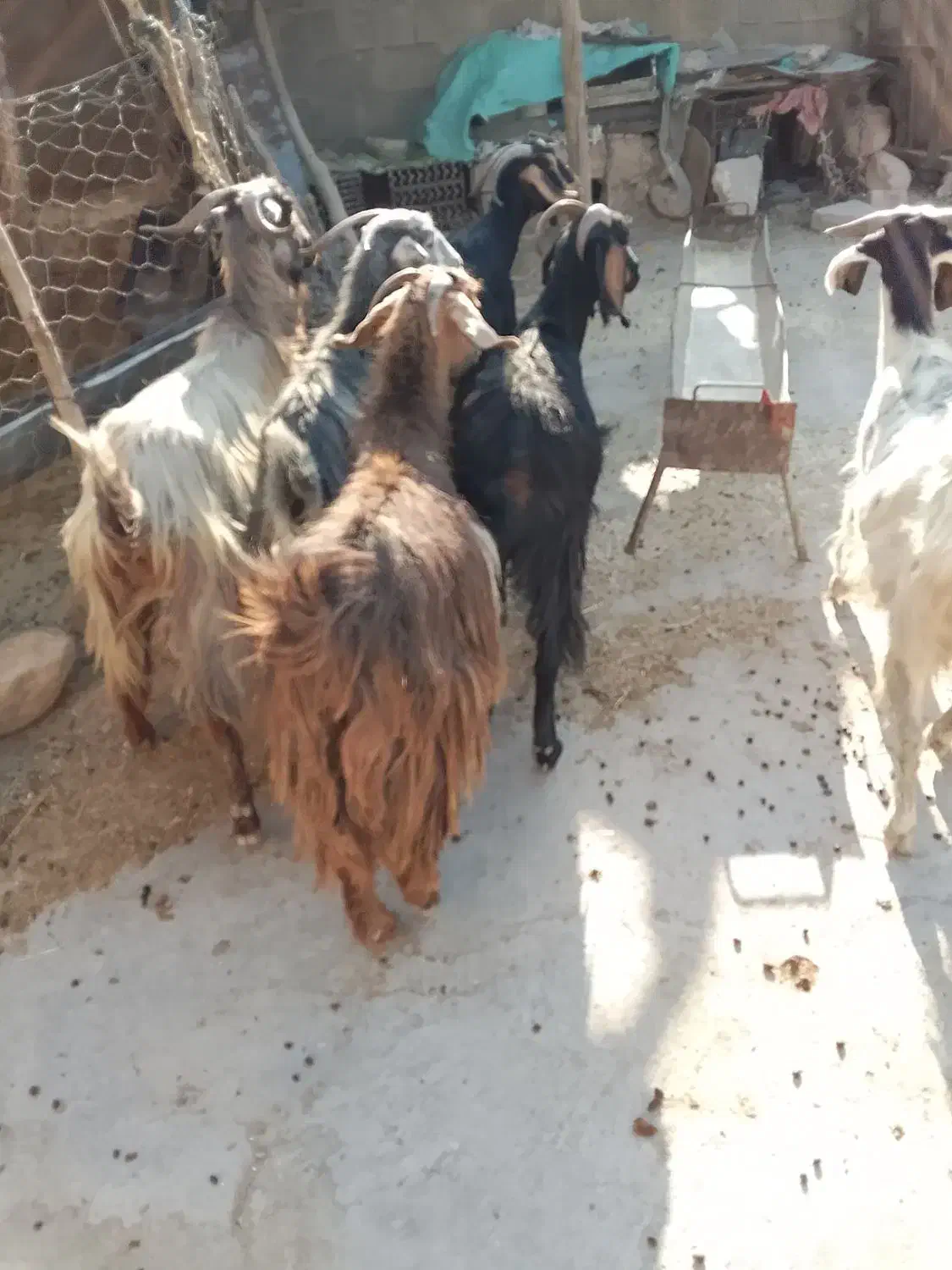 بز جوان آبستن سه ماهه|حیوانات مزرعه|دهدشت, |دیوار