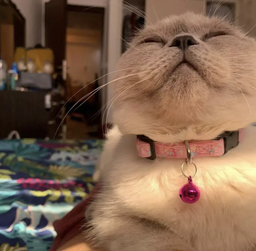 گربه اسکاتیش فولد ماده بلوپوینت عقیم نشده|گربه|کرج, شهرک بنفشه|دیوار