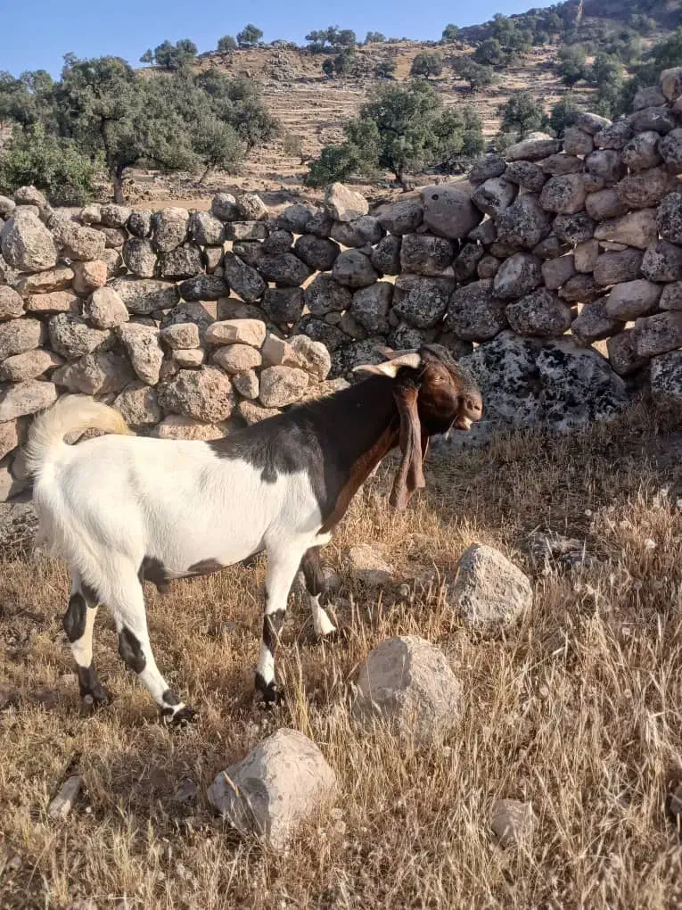 تیشتر نر اصلی|حیوانات مزرعه|مسجد سلیمان, |دیوار