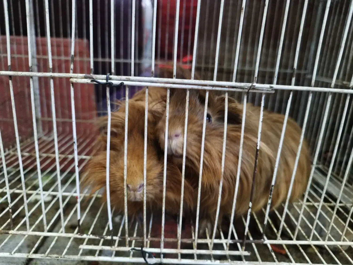 خوکچه هندی فشن یک جفت|موش و خرگوش|مشهد, عامل|دیوار