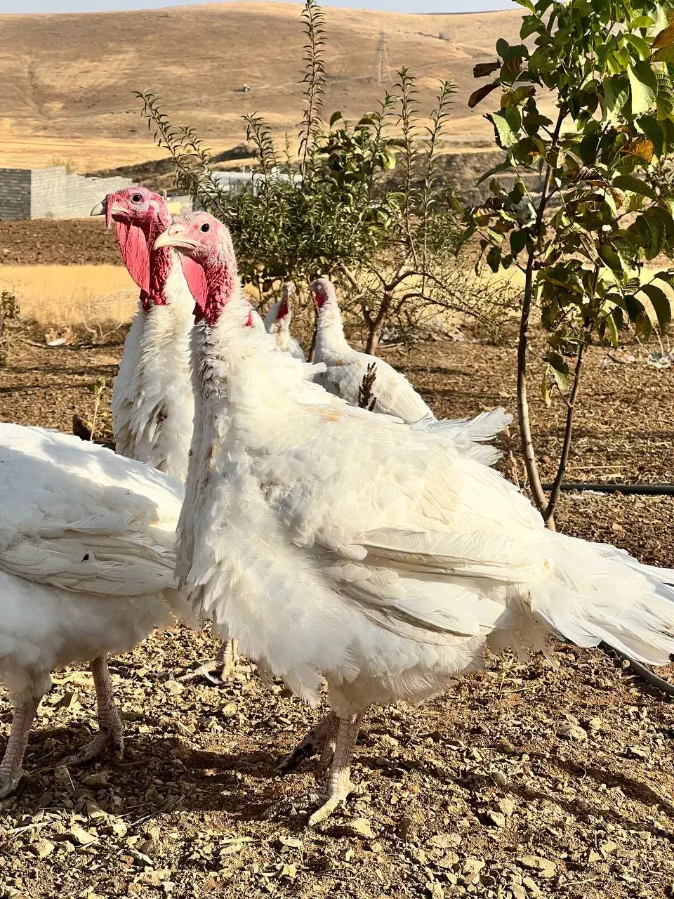 بو قله|حیوانات مزرعه|بوکان, |دیوار