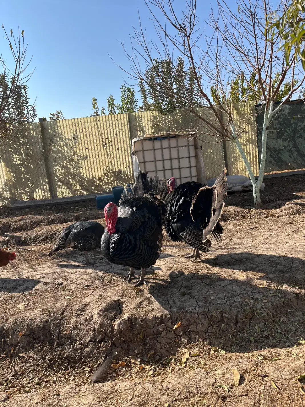 بوغلمون|حیوانات مزرعه|الوند, |دیوار