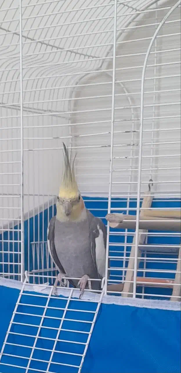 عروس هلندی خاکستری گم شده|حیوانات|آباده, |دیوار