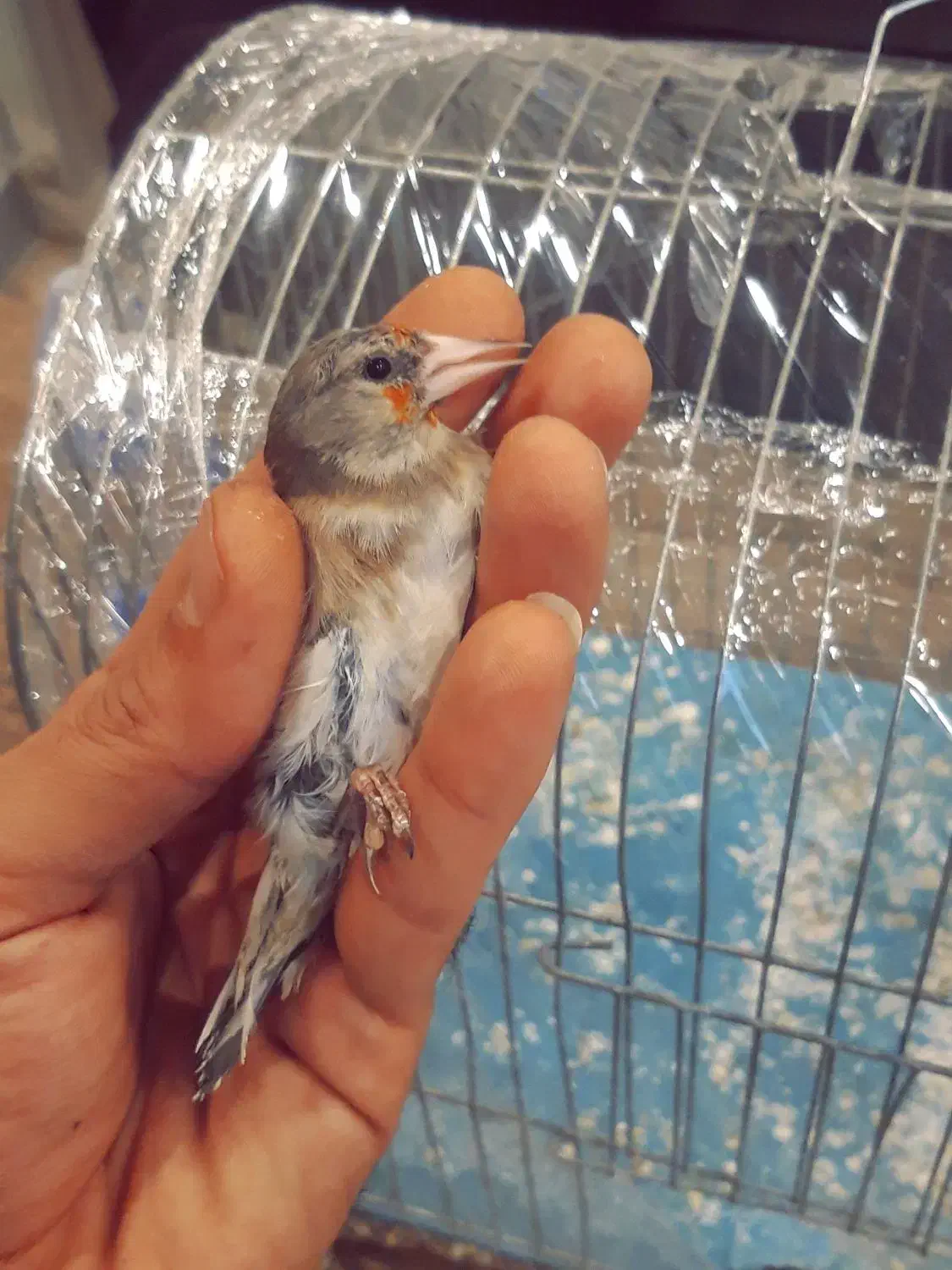 سهره|پرنده|فردیس, سرحدی|دیوار