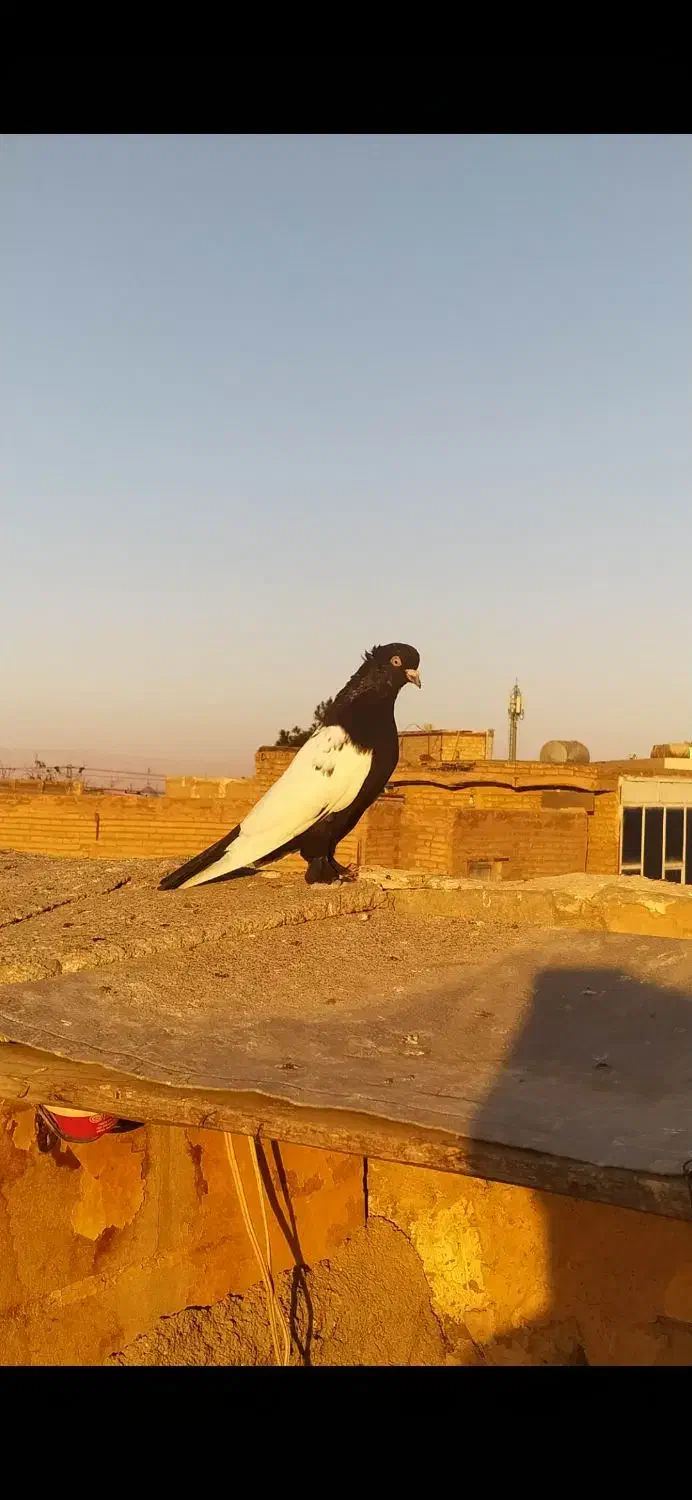 کبوترسینه سیاه  کله سبز ساده کاکل طوقی شازده سرور|پرنده|مشهد, امیریه|دیوار