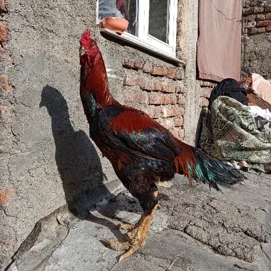 لاری اصیل|حیوانات مزرعه|اردبیل, |دیوار