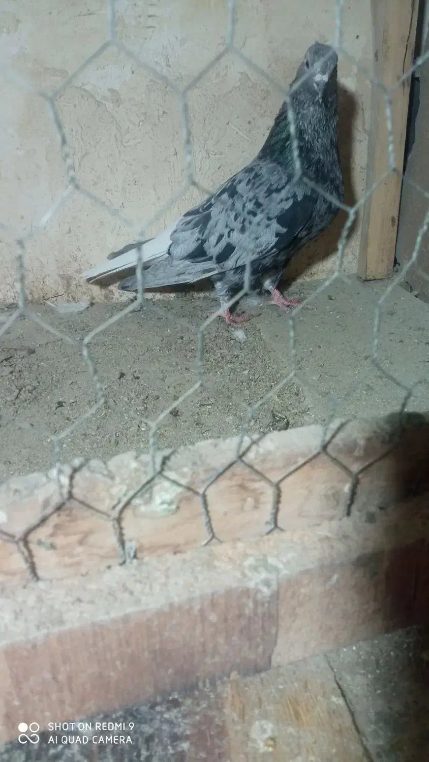 کبوترهفترنگ دم سفیدنر|پرنده|ابهر, |دیوار