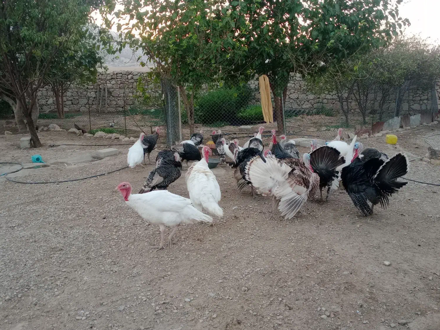 بوقلمون نر و ماده|حیوانات مزرعه|لیکک, |دیوار