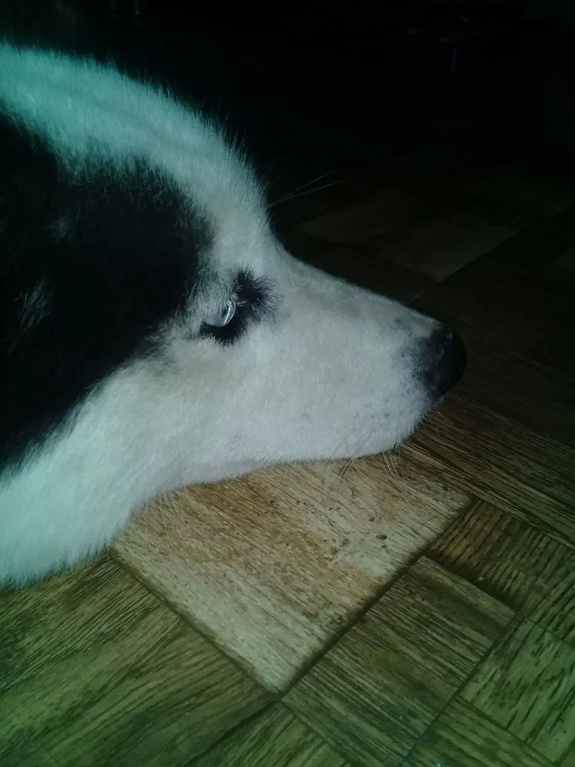 هاسکی بالغ نر|سگ|رشت, گیل|دیوار