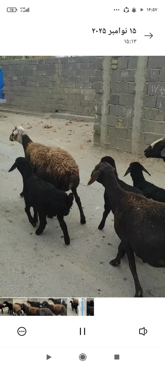 میش|حیوانات مزرعه|هشتگرد, تهران دشت|دیوار