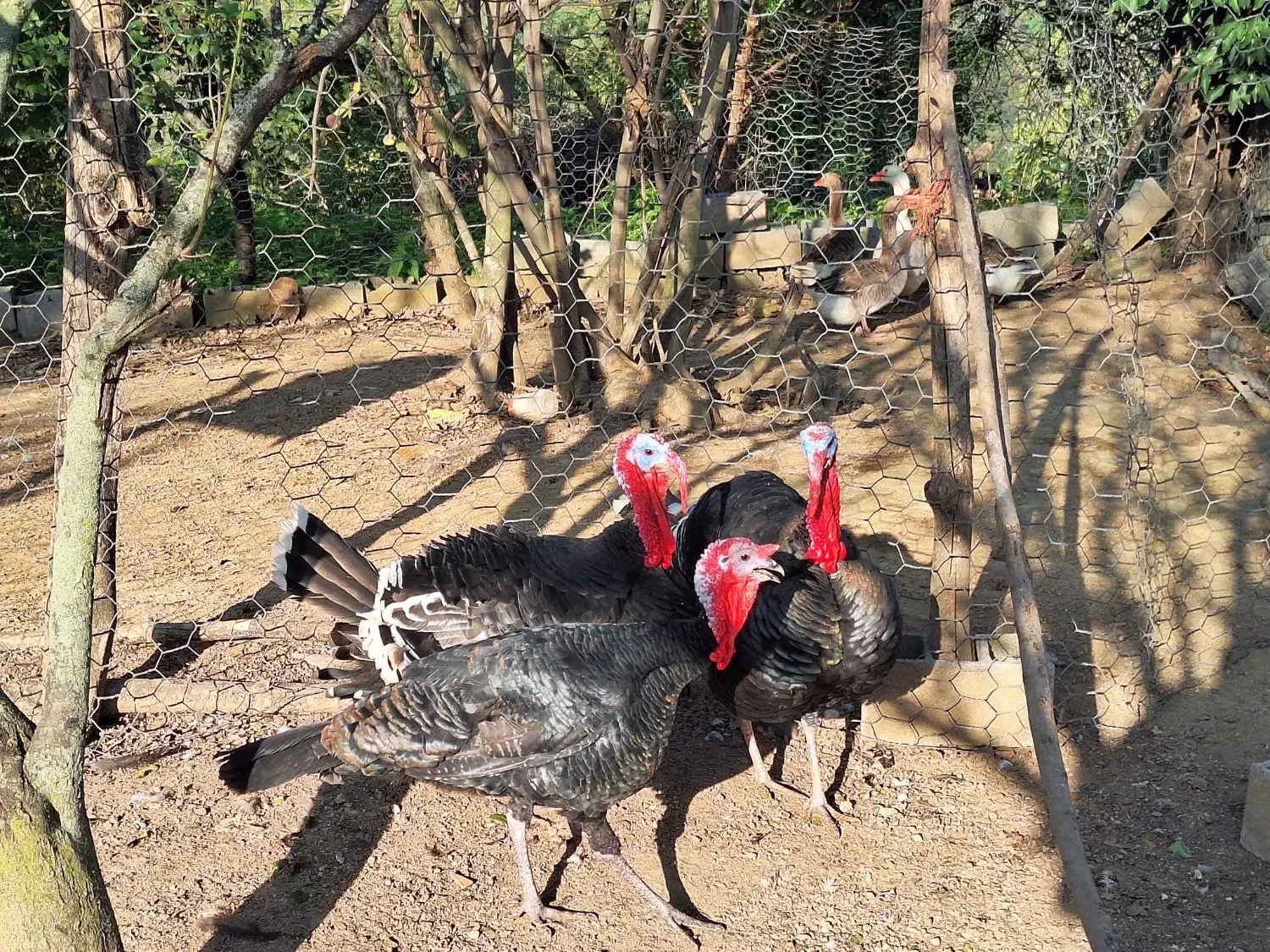 بوقلمون نر محلی|حیوانات مزرعه|گلوگاه بابل (گلیا), |دیوار