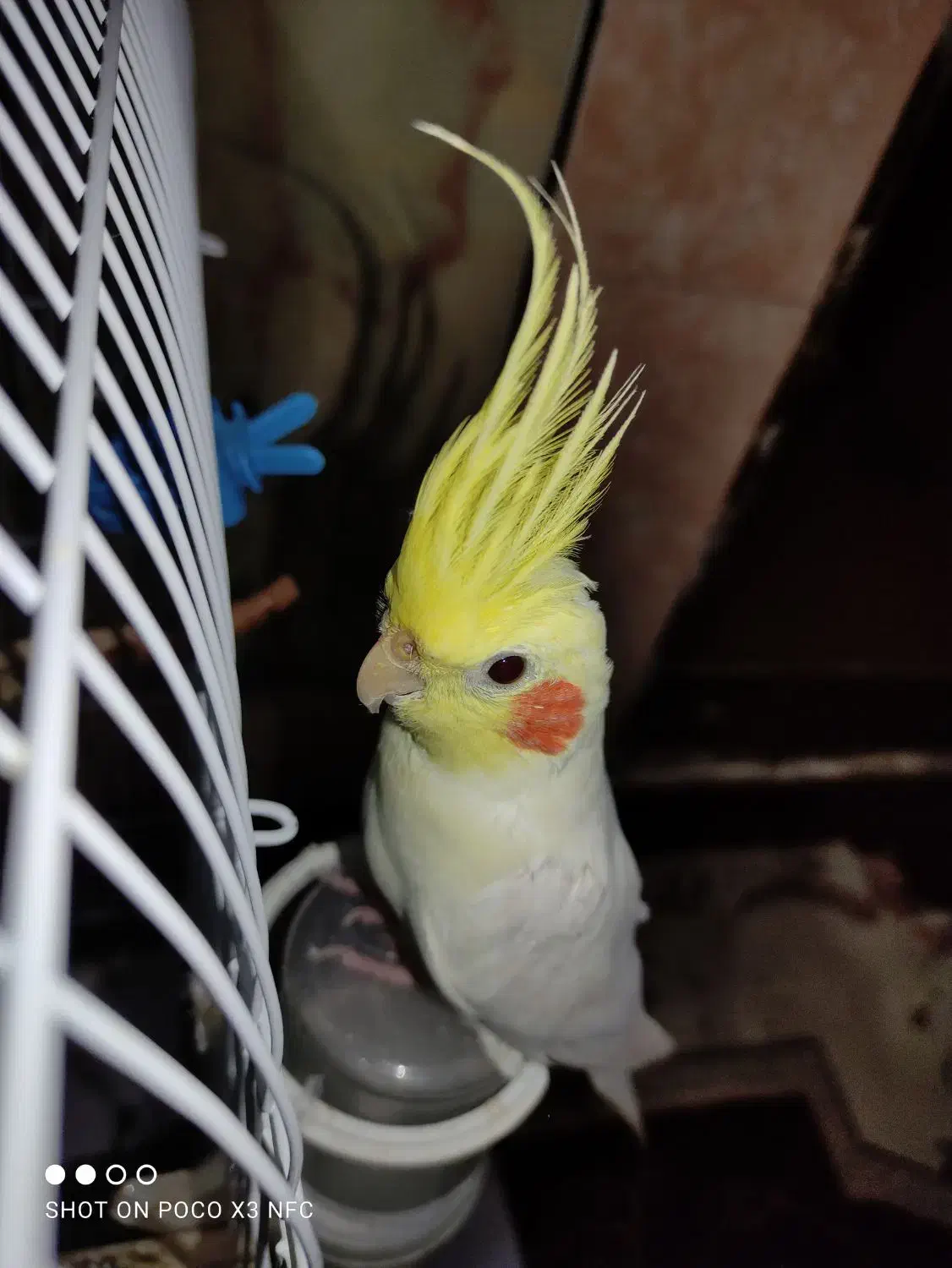 عروس هلندی مژدگانی دار|پرنده|الیگودرز, |دیوار