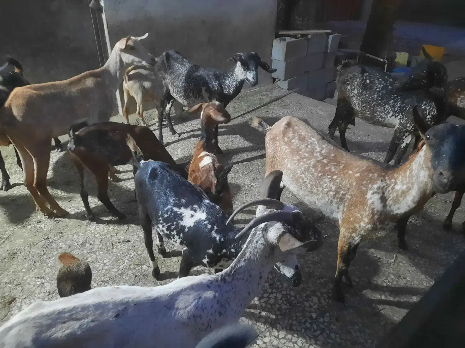 بز و کهره|حیوانات مزرعه|بندرعباس, |دیوار