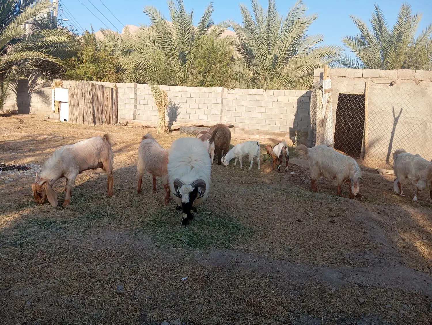 فروشی|حیوانات مزرعه|احمدی, |دیوار