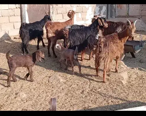 بز کهره دار ترکی جوان در فیروزآباد|حیوانات مزرعه|شیراز, درکی|دیوار