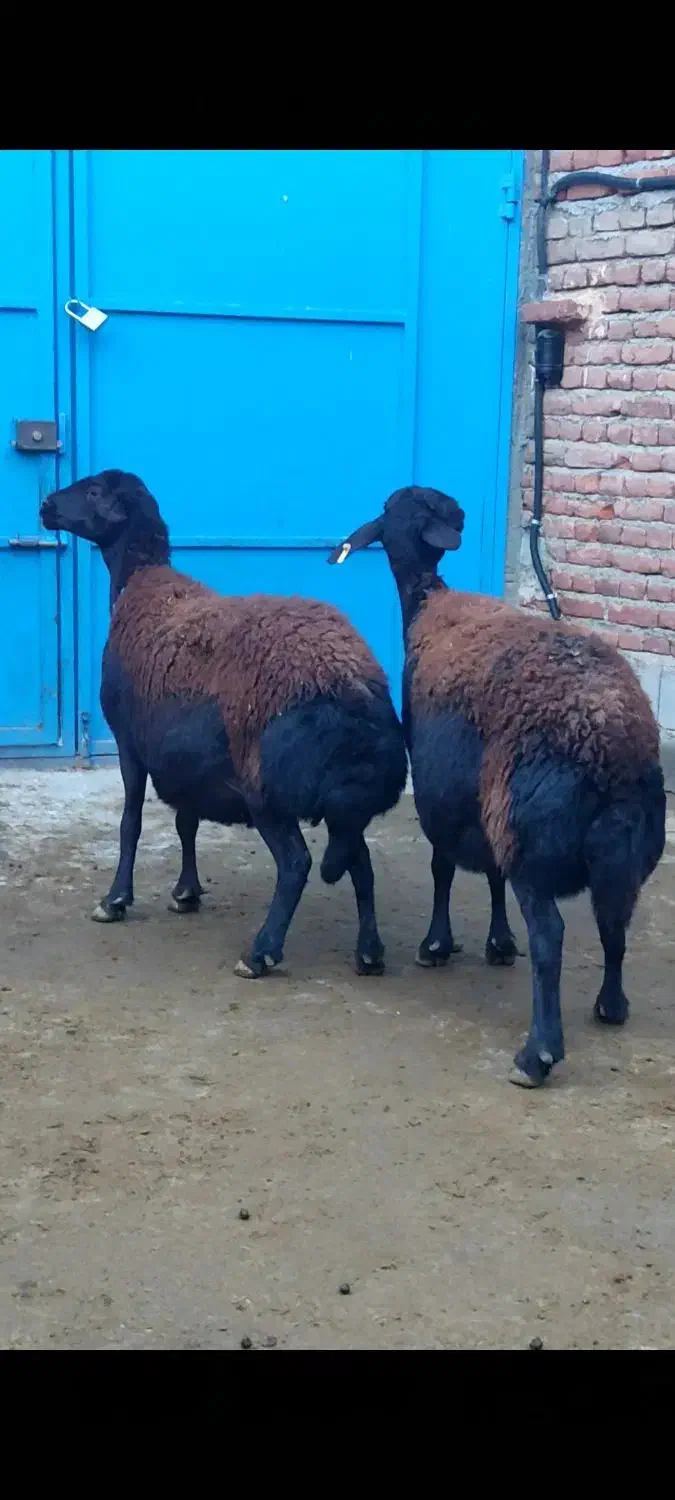 میش و قوچ|حیوانات مزرعه|میاندوآب, |دیوار