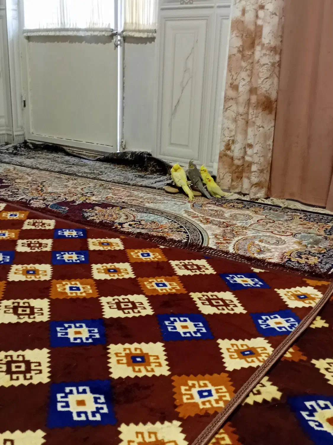 فروش عروس هلندی|پرنده|سیرجان, |دیوار