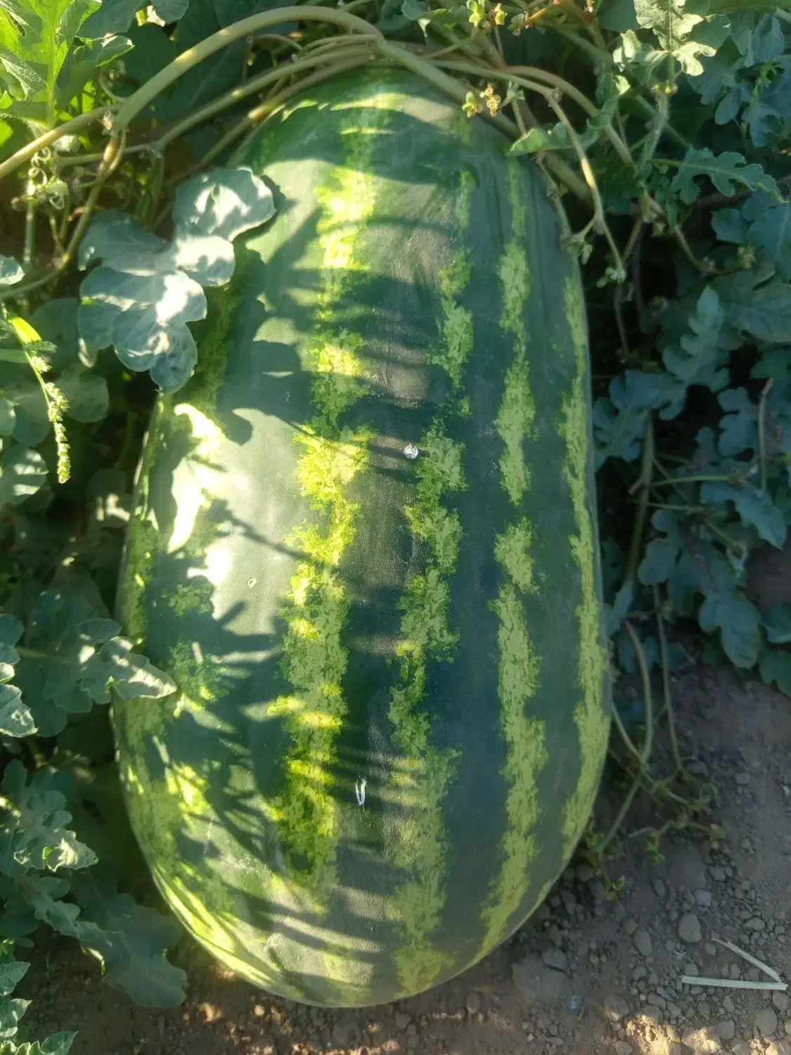 هندوانه بیضی اصلی مخصوص صادرات|عمدهفروشی|شوش, |دیوار