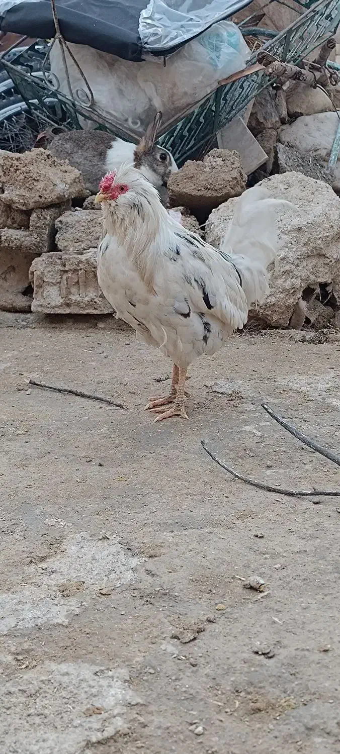 خروس گلین و کوردی|حیوانات مزرعه|چرداول, |دیوار