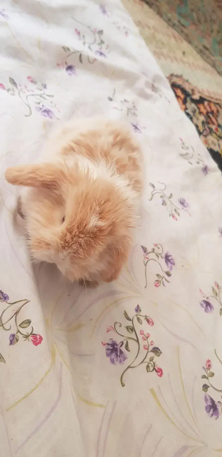 خرگوش مینی لپ|موش و خرگوش|مشهد, شهید آوینی|دیوار