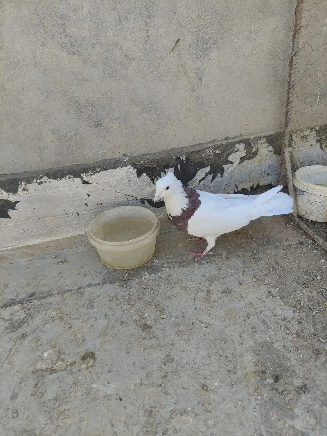 طوقی نر بدون عیب|پرنده|آباده, |دیوار