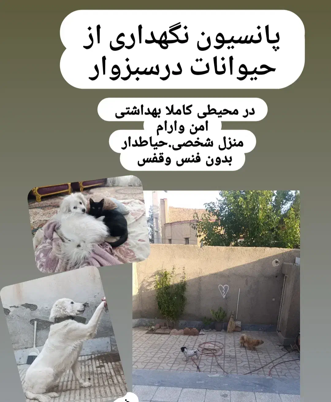 حیوانات خانگی زیبا(مراقبت نگهداری)|سگ|سبزوار, سیادتی|دیوار