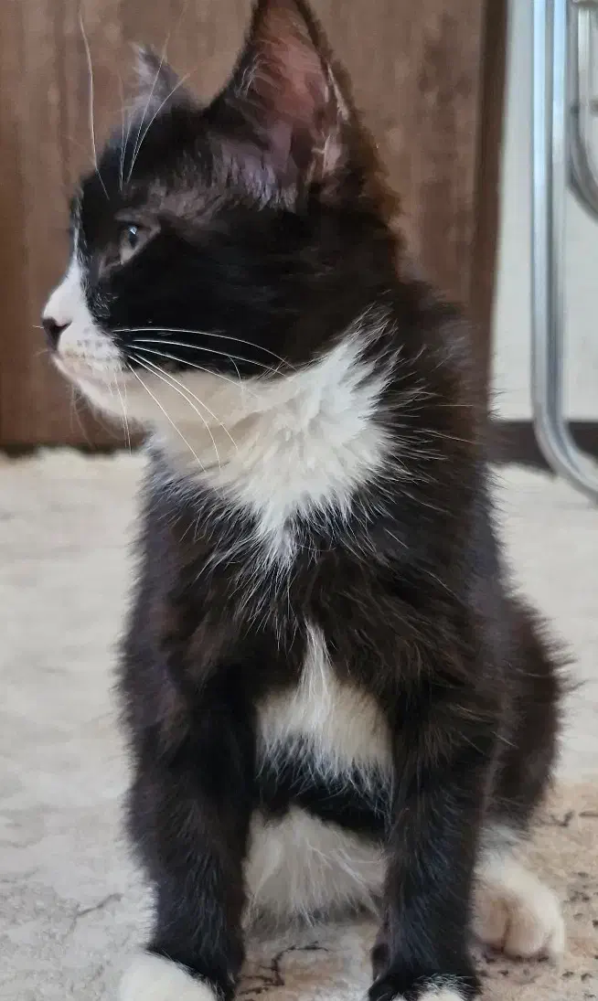 گربه واگذاری|گربه|اصفهان, بهارستان|دیوار