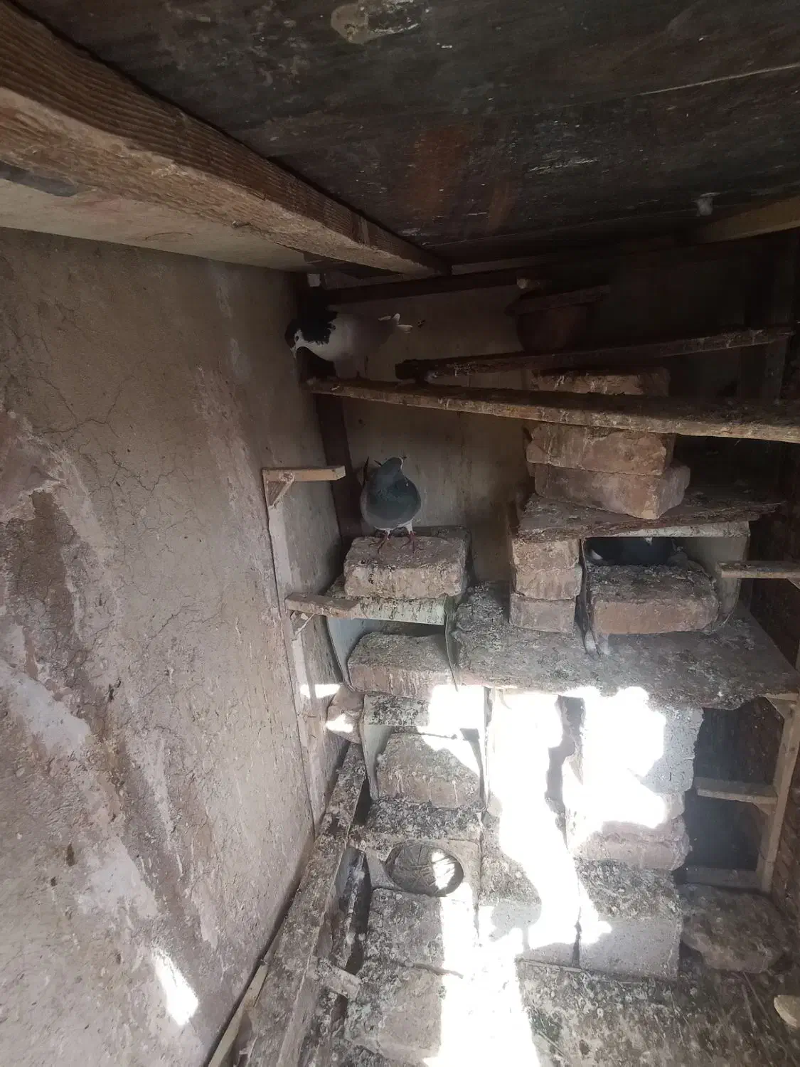 جفت شیرازی بایک پلنگ نر|پرنده|کرمان, |دیوار