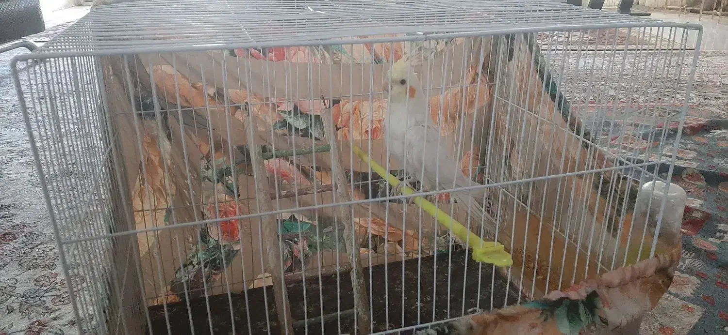 عروس هلندی|پرنده|مشهد, شهید مطهری|دیوار