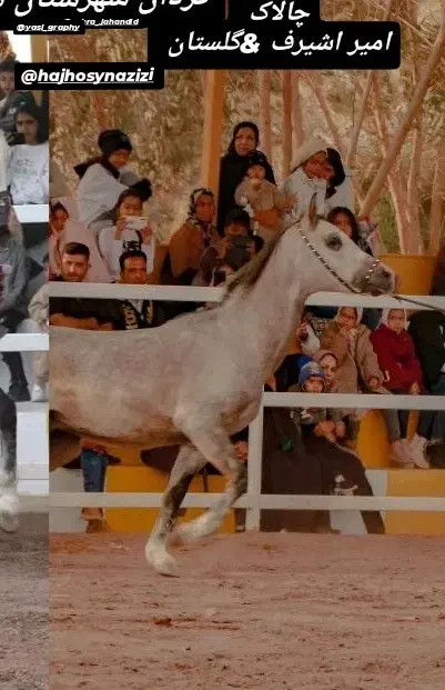 اسب سواری دار عرب مصری|اسب و تجهیزات اسب‌سواری|نرماشیر, |دیوار