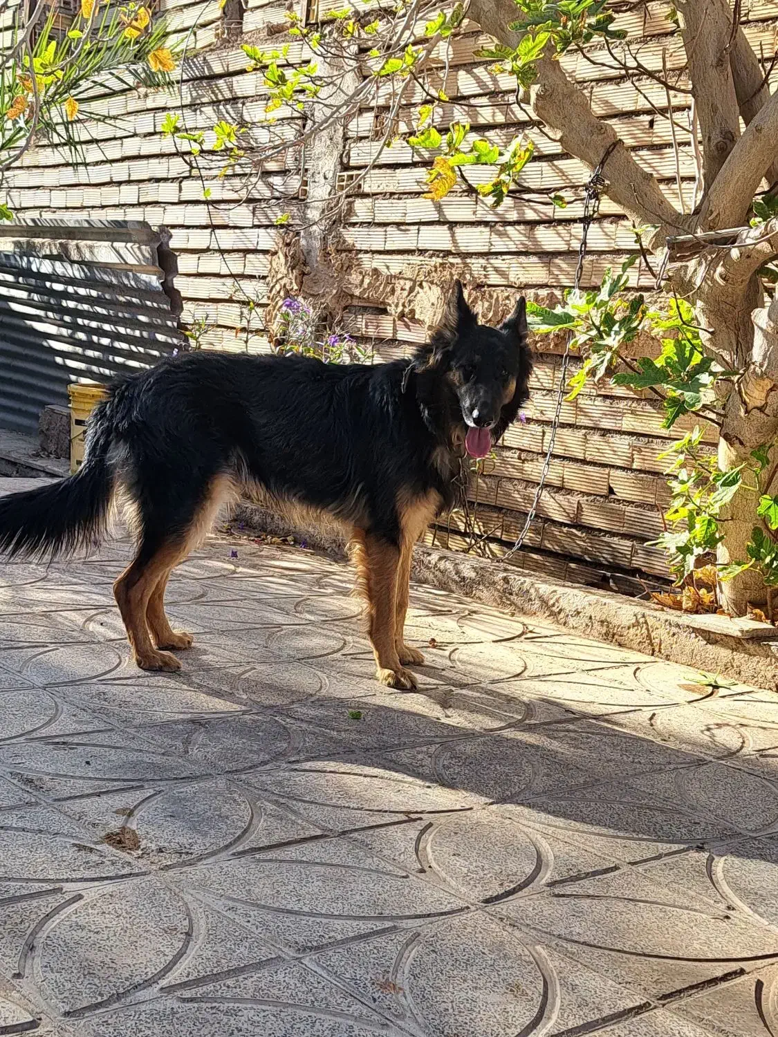 فروش سگ ژرمن مو کلاسیک به همراه..هدیه|سگ|کرمان, |دیوار