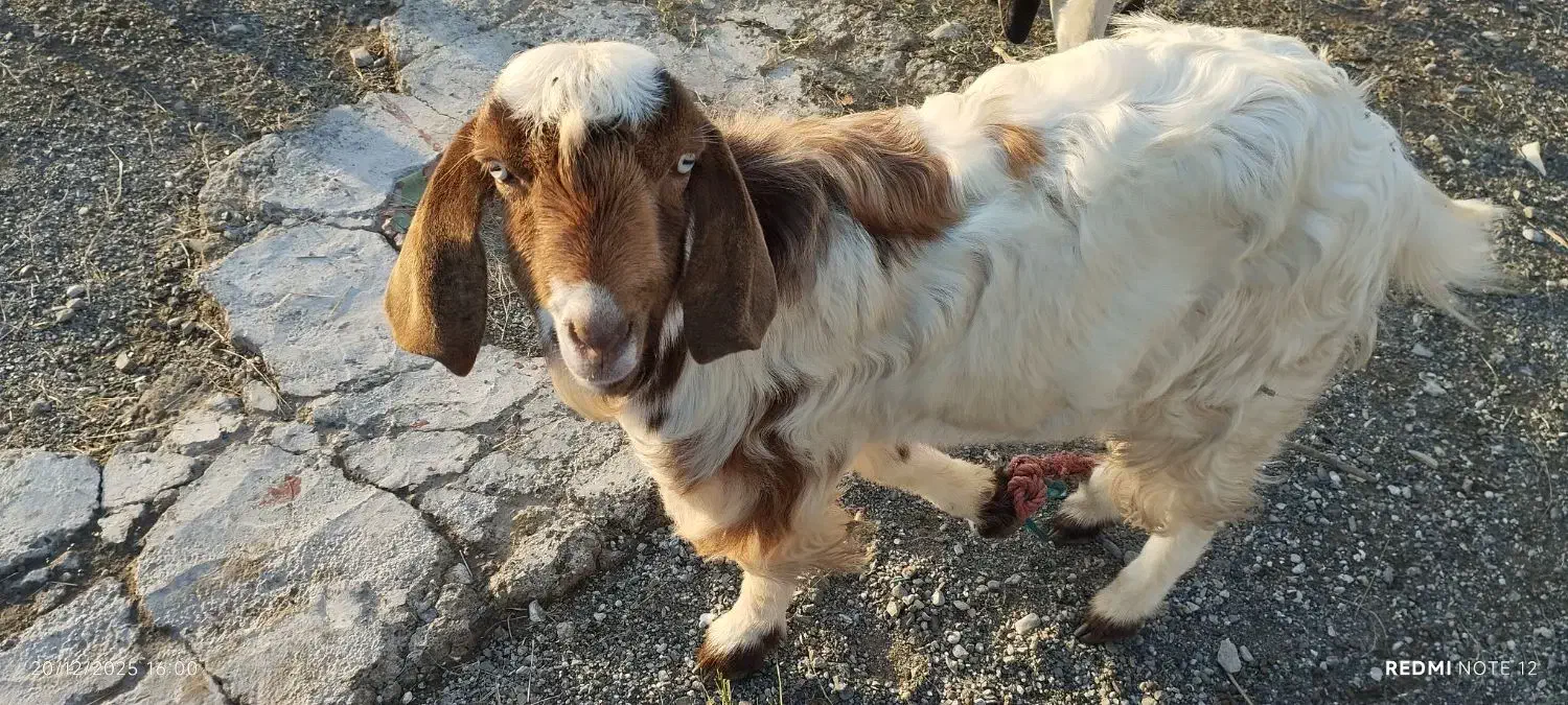 کهر نر|حیوانات مزرعه|رودان, |دیوار