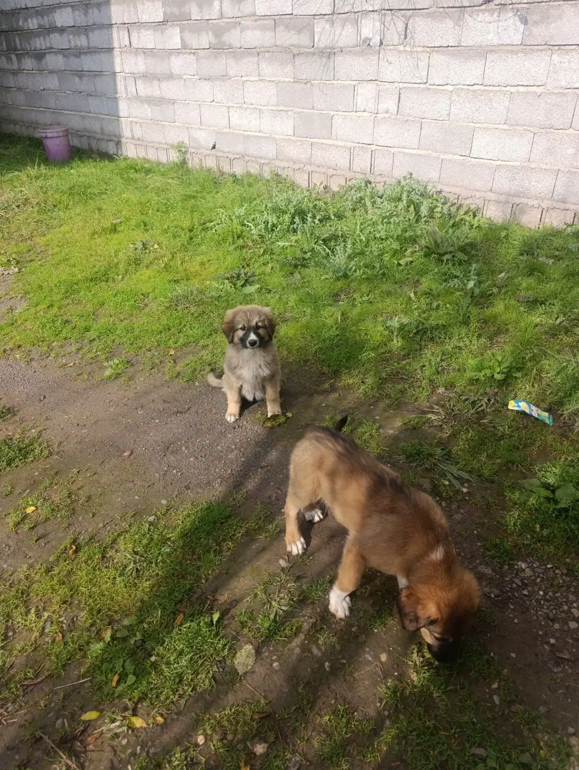 واگذاری توله سرابی اصیل|سگ|رشت, حومه رشت|دیوار