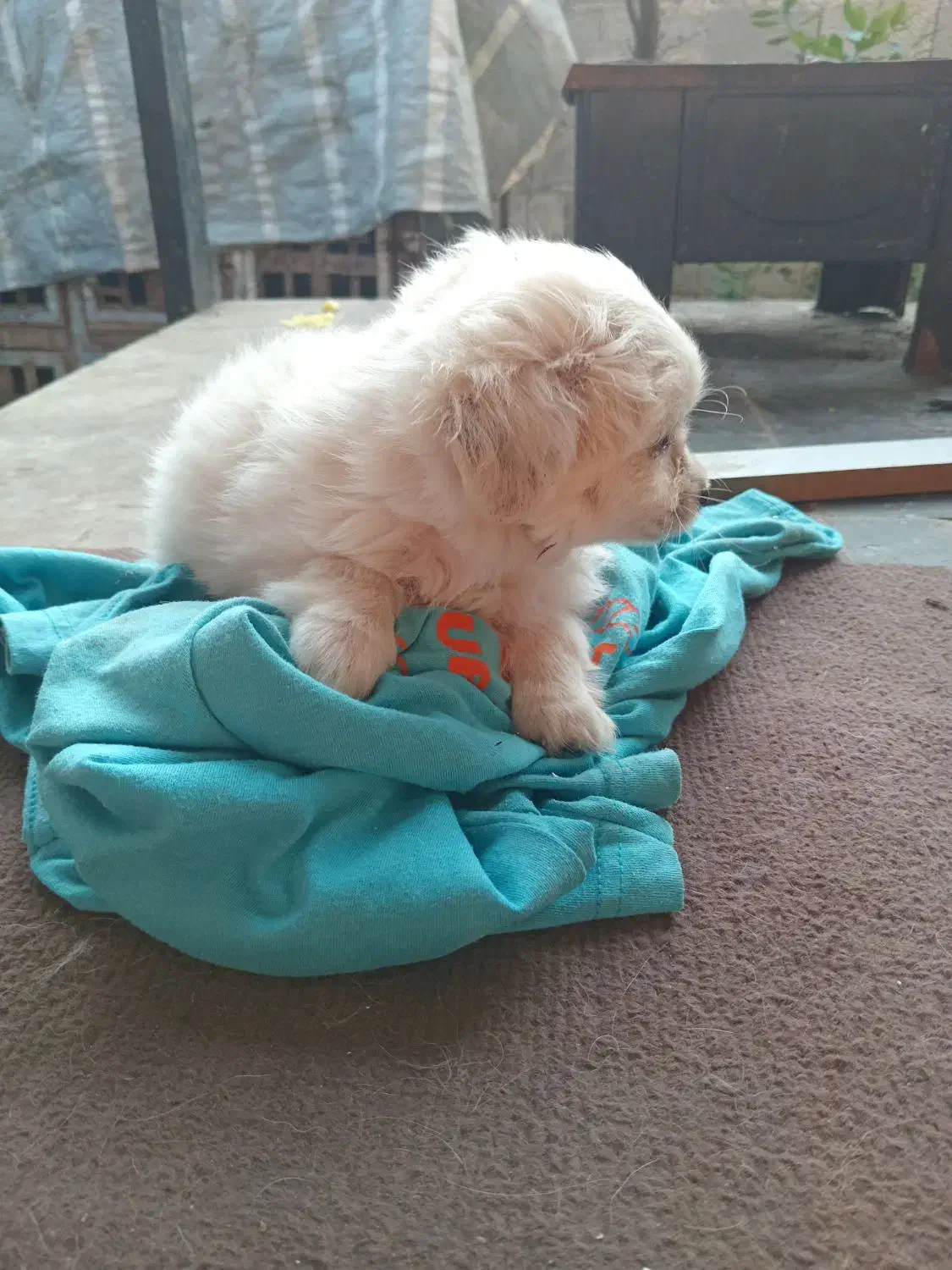 سگ اشپیز‌ پاکوتا|سگ|آستانه اشرفیه, |دیوار