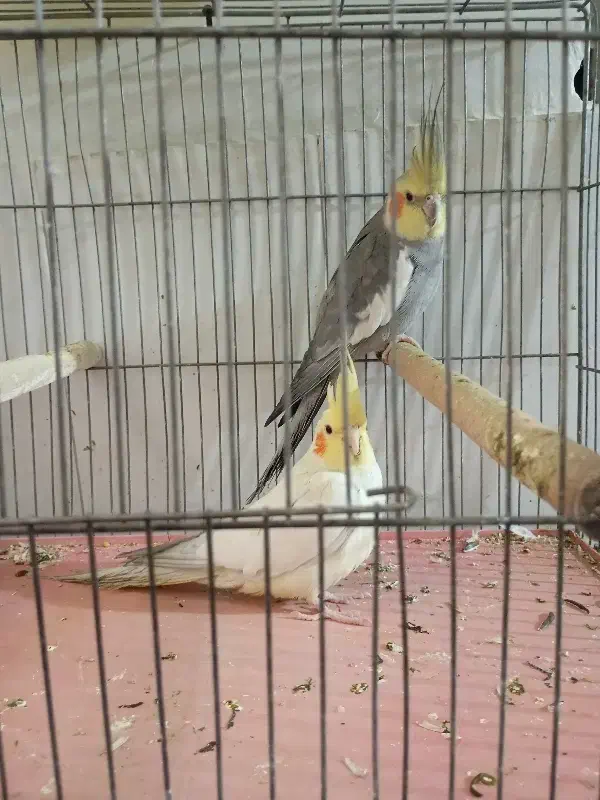 چند عدد پرنده|پرنده|گلستان (تهران), |دیوار