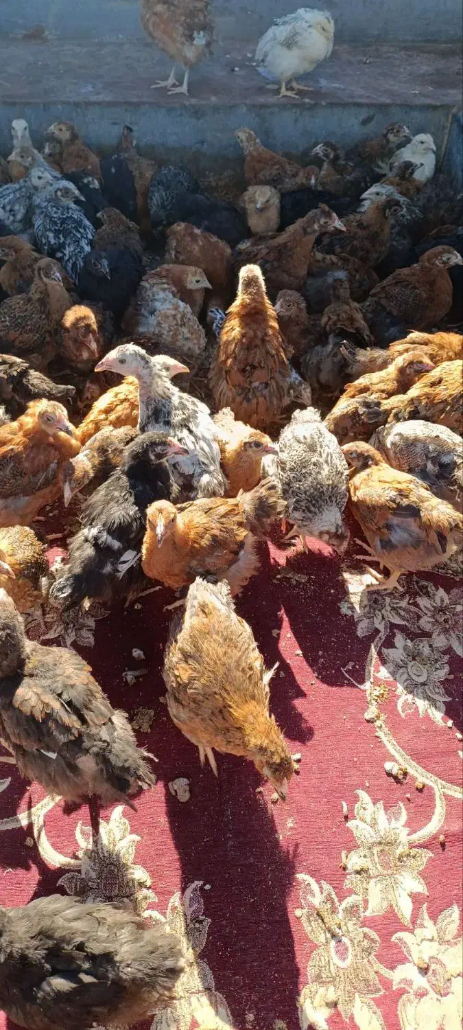 جوجه ژاپنی|حیوانات مزرعه|شاهیوند, |دیوار