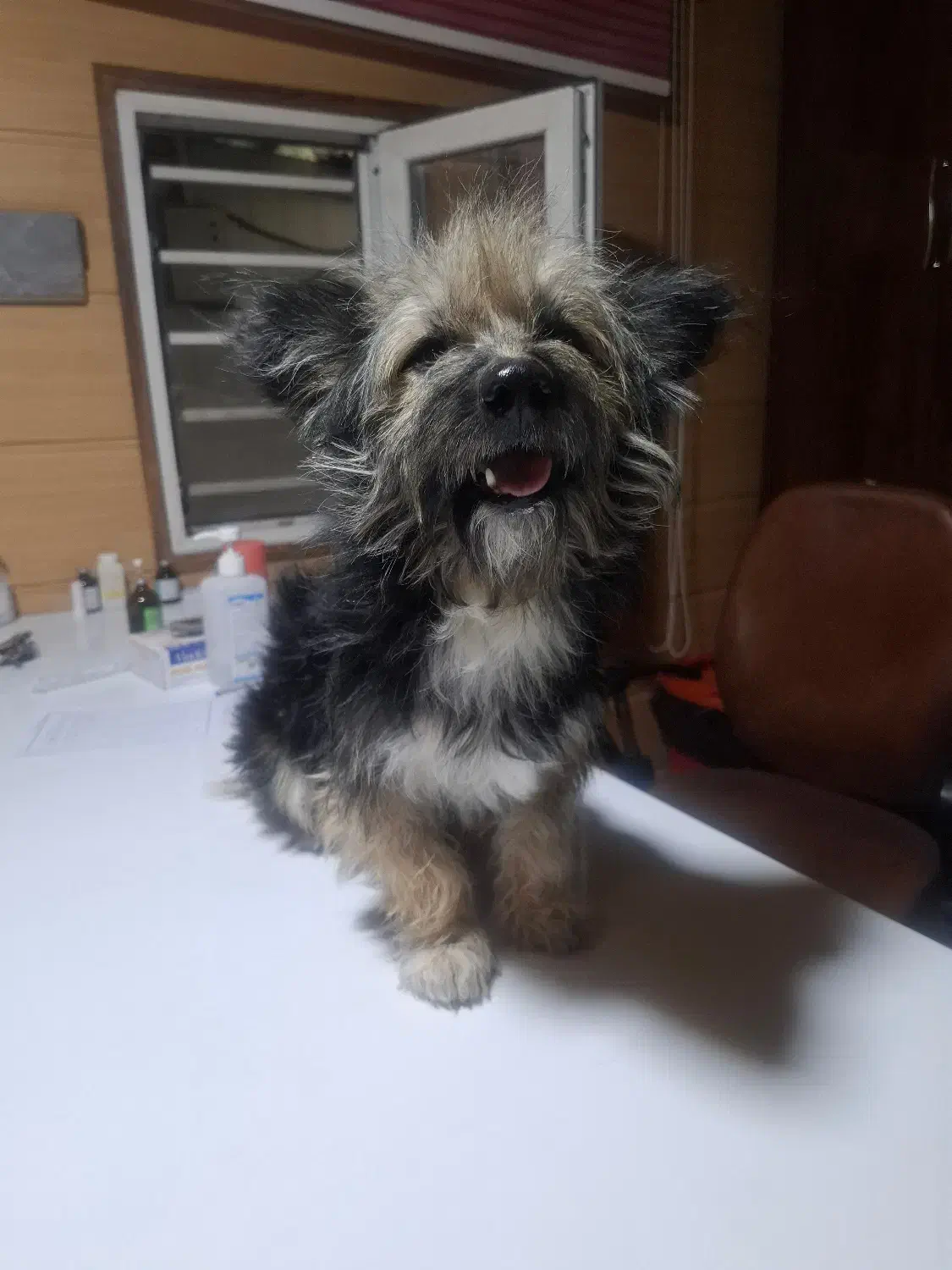 این سگ پیدا شده|حیوانات|شیراز, جانبازان|دیوار