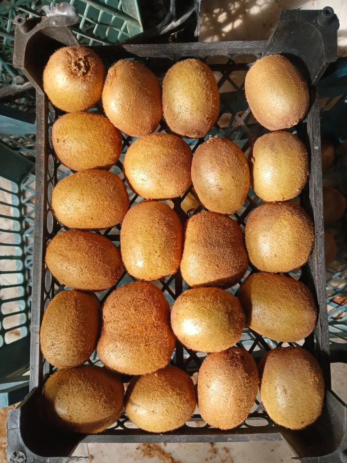 کیوی درجه یک شمال|عمدهفروشی|شاهنجرین, |دیوار