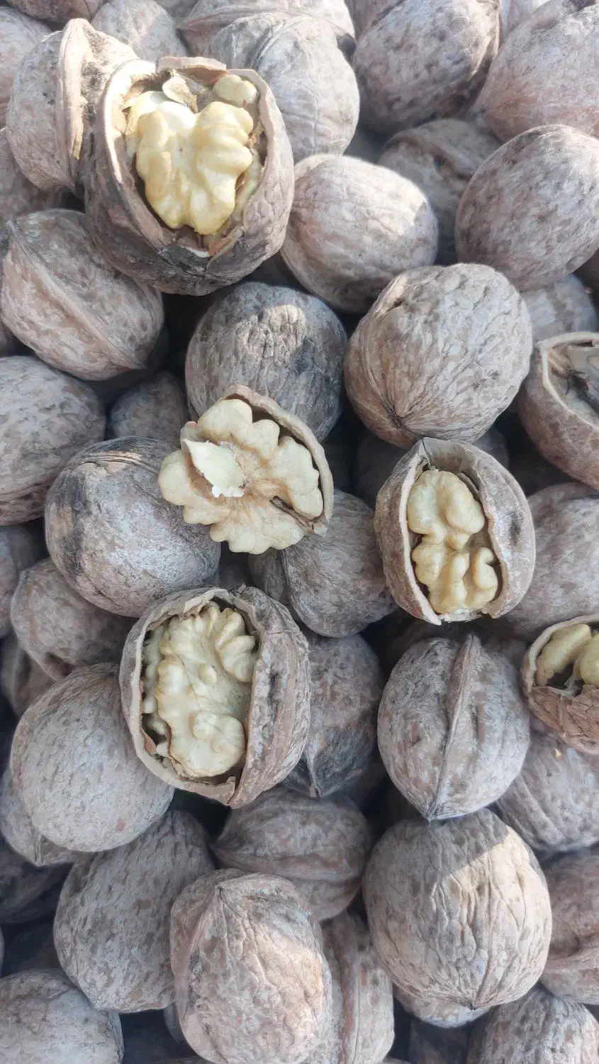 گردو پوست کاغذی ونایی|عمدهفروشی|بروجرد, |دیوار