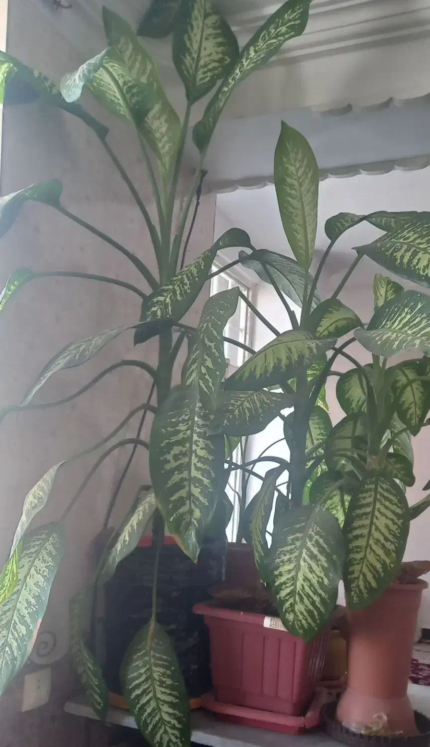 ۳ عدد گل دیفن با هم ۲۰۰۰۰۰۰ تومان|گل و گیاه طبیعی|یاسوج, |دیوار