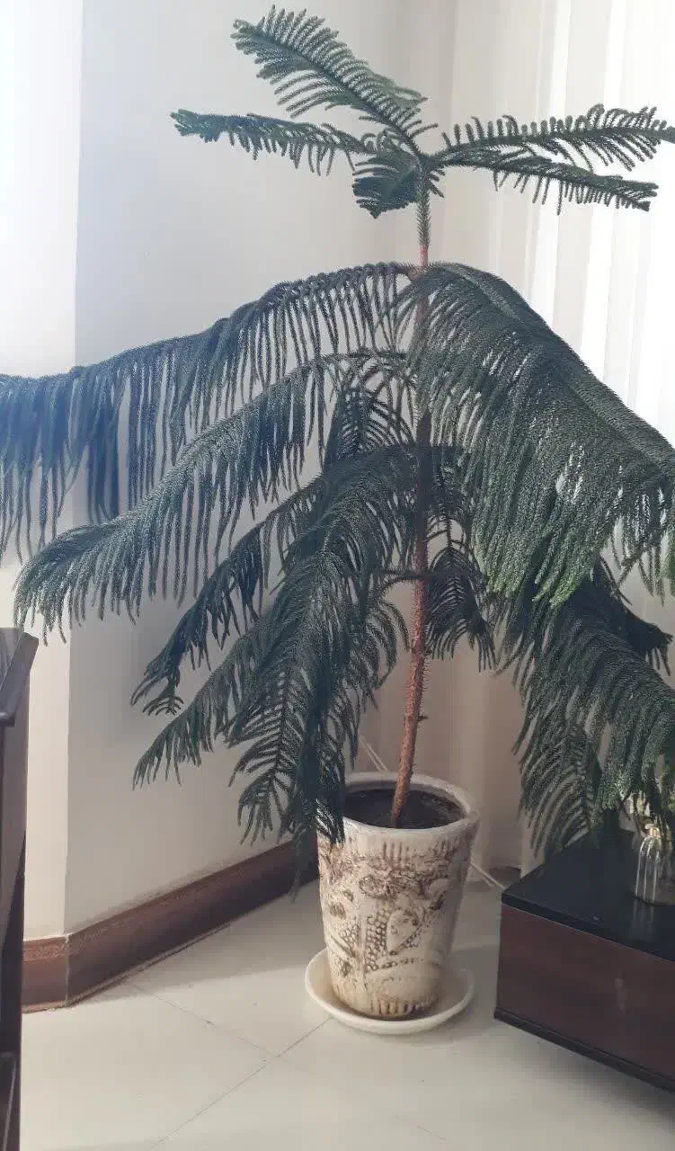 گل تزئینی|گل و گیاه طبیعی|نیشابور, دارایی|دیوار