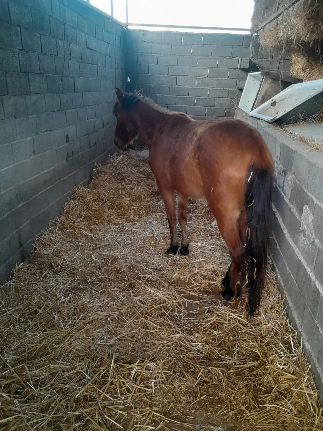 اسب مادیان۳ساله|اسب و تجهیزات اسب‌سواری|گرگان, |دیوار