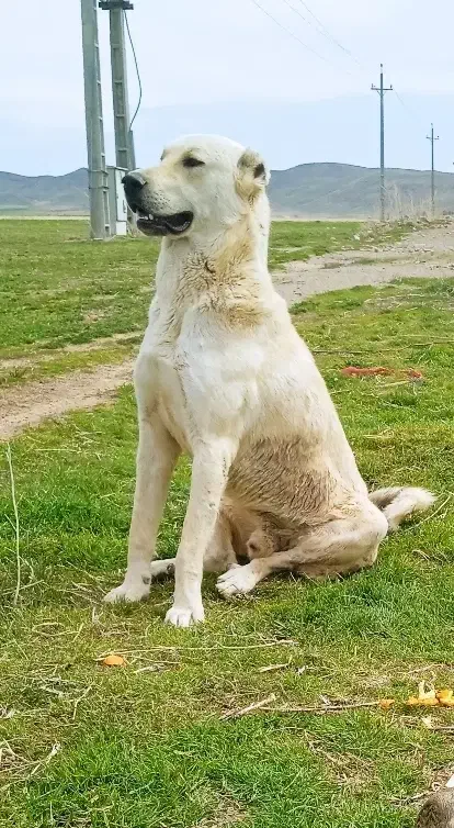 سگ عراقی|سگ|چهاردولی, |دیوار